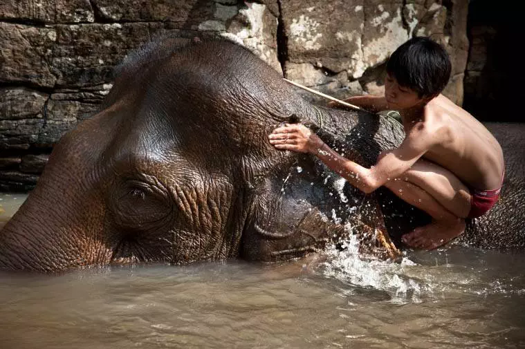 Niño bañando a un elefante, Mondulkiri, Camboya