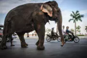 Elefante en las calles de Phnom Penh, Camboya
