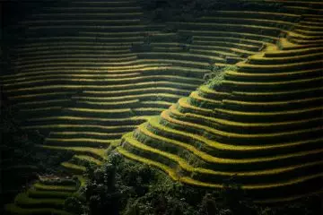 Arrozales, Valle de Sapa, Vietnam